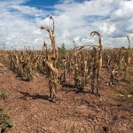 Torka som drabbar odlingar - en effekt av klimatförändringarna som många företags strategi behöver ta hänsyn till på olika sätt.